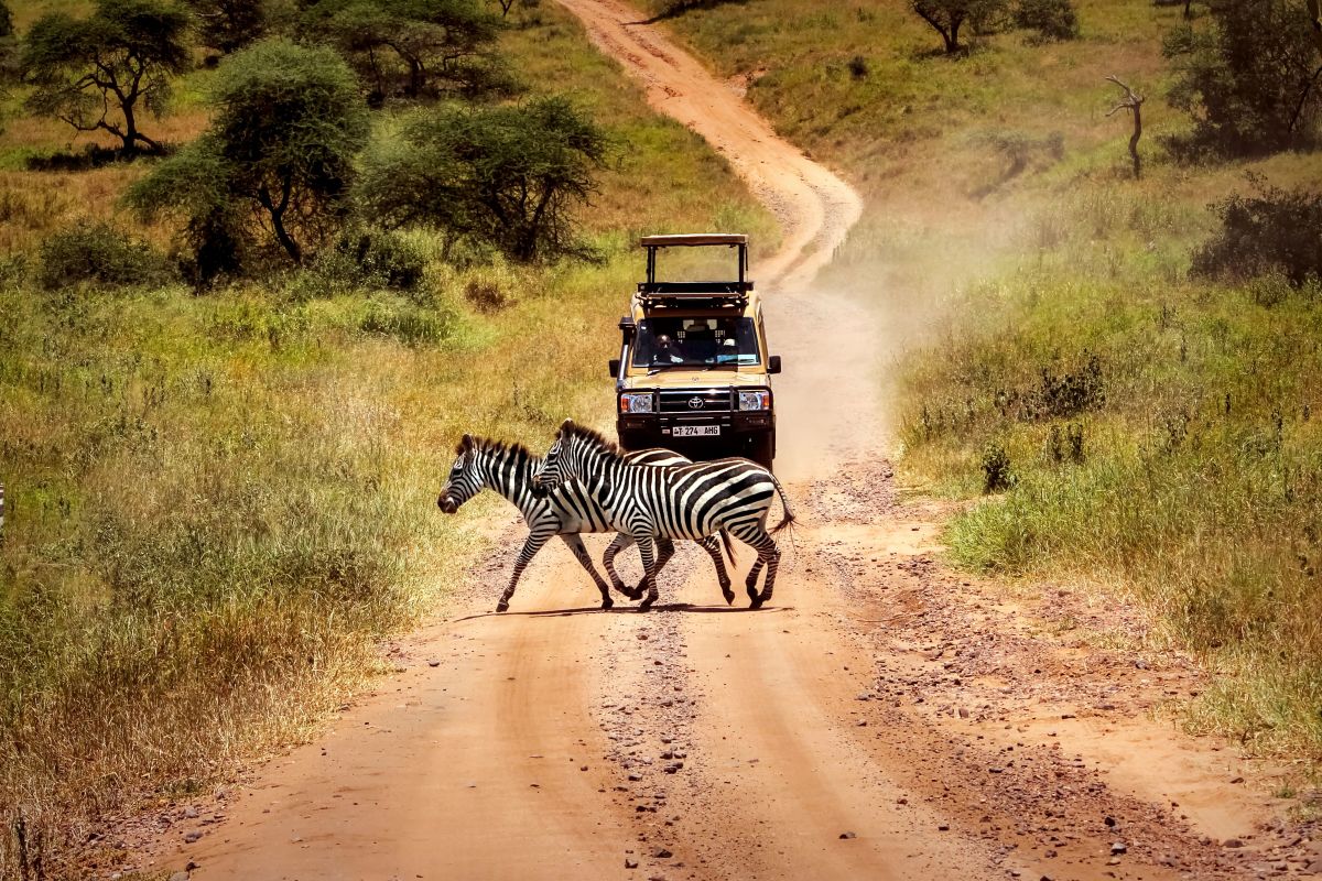 Safari Journey